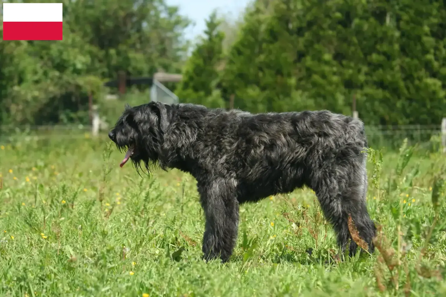 Bouvier des Flandres cachorros e criadores Polónia Aqui pode encontrar criadores de Bouvier des Flandres na Polónia.