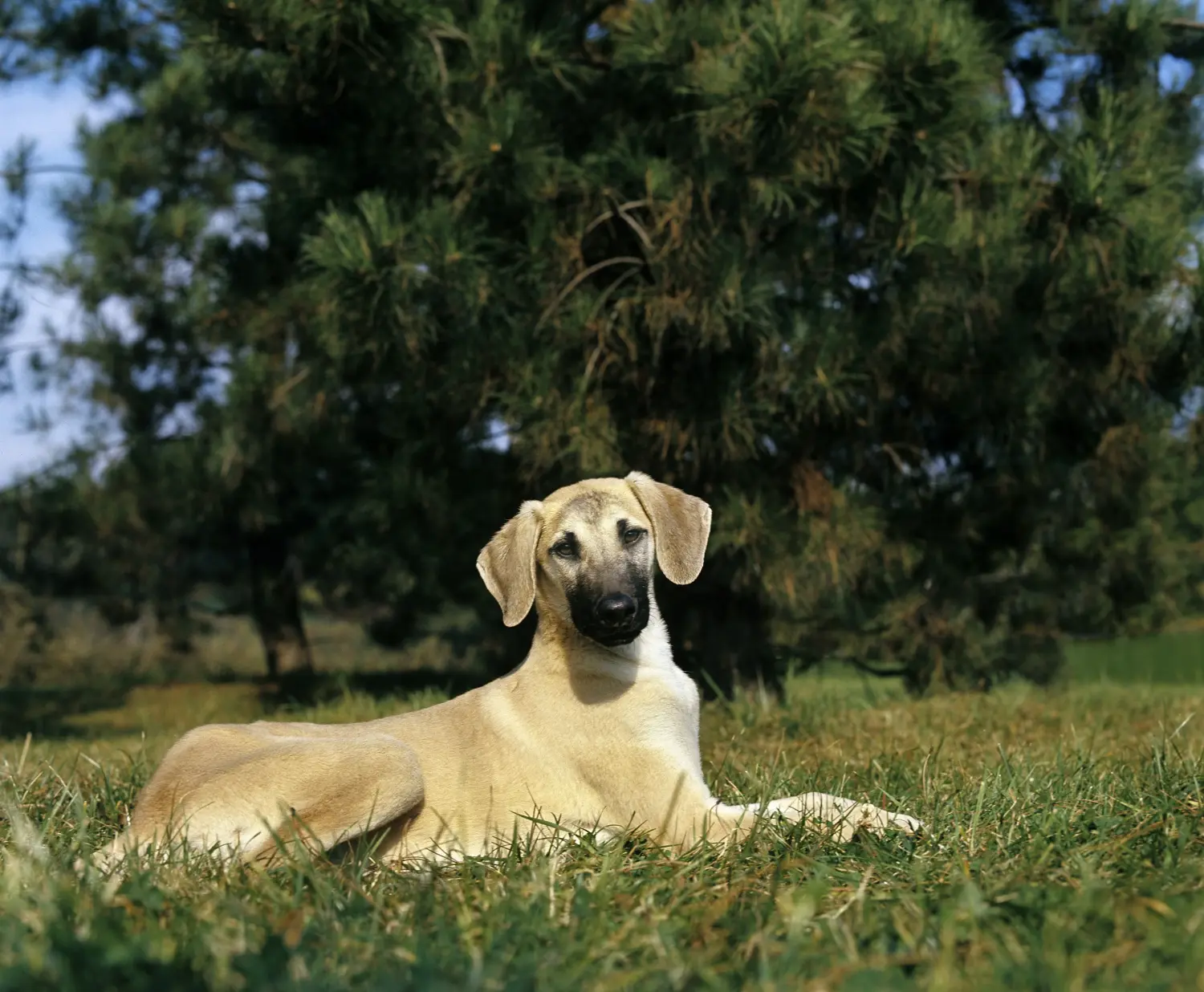 Comprar um cachorro Sloughi significa assumir a responsabilidade! Comprar cachorros Sloughi.