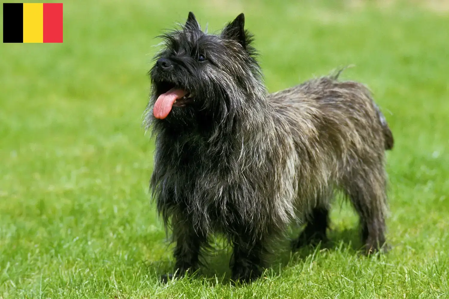 Cairn Terrier cachorros e criadores Bélgica Encontrar criadores de Cairn Terrier na Bélgica.