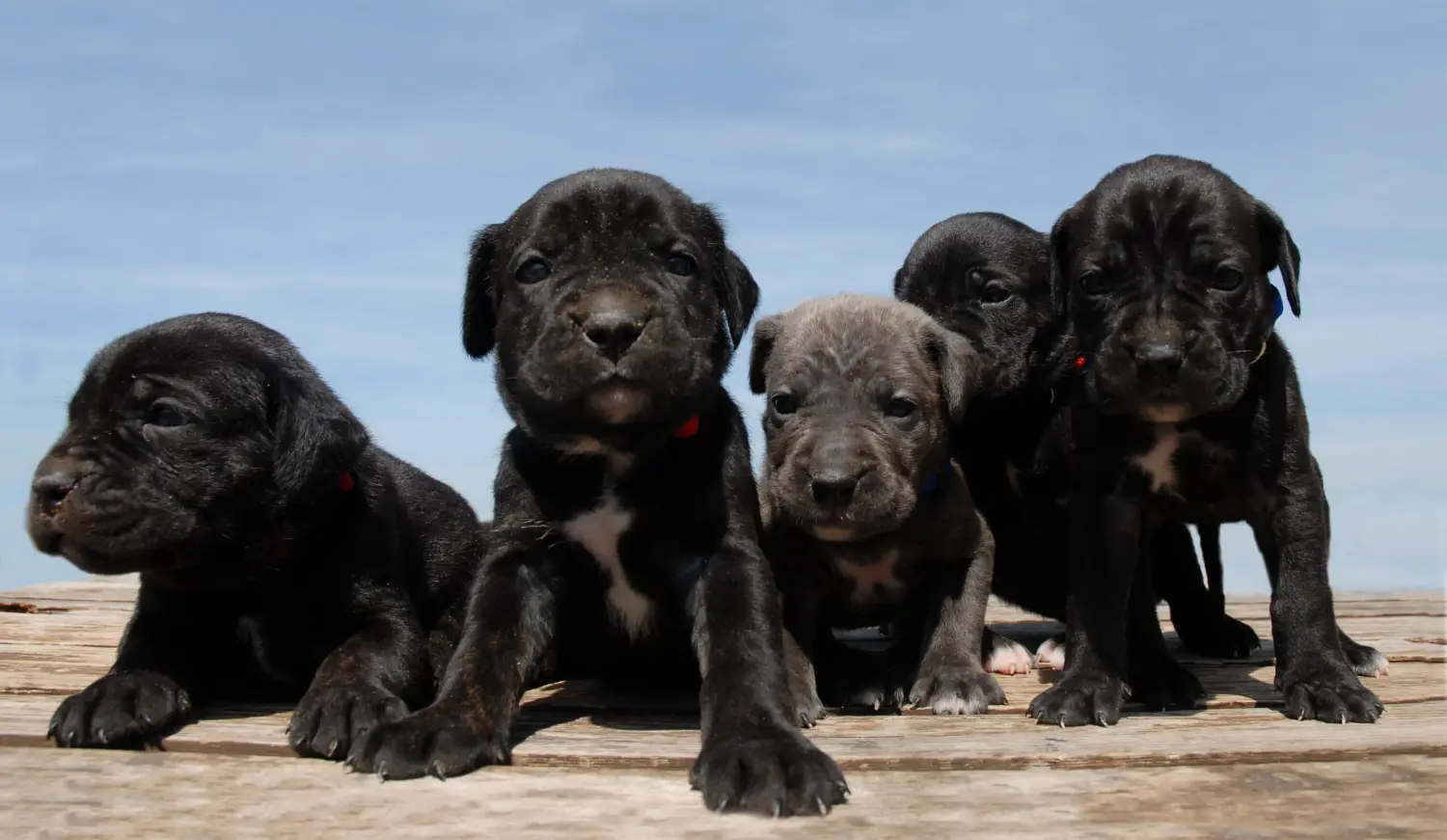 Comprar um cachorro Cane Corso Italiano significa assumir responsabilidades! Comprar cachorros Cane Corso Italiano.