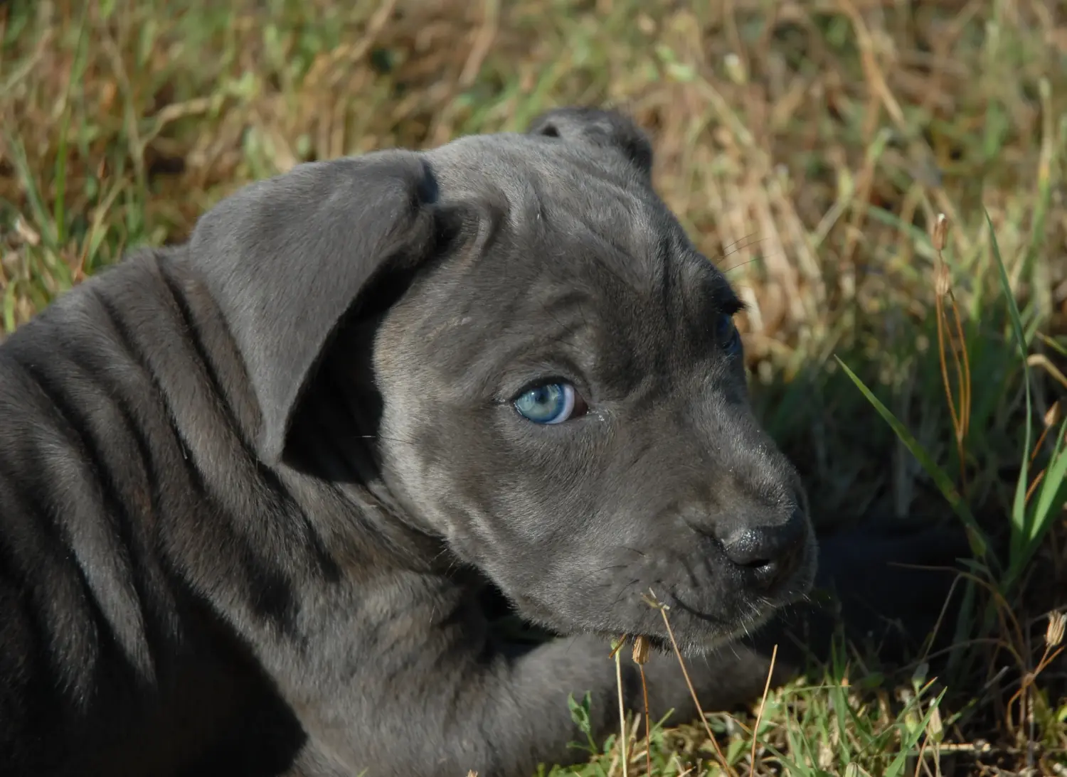 Comprar um cachorro Cane Corso Italiano significa assumir responsabilidades! Comprar cachorros Cane Corso Italiano.