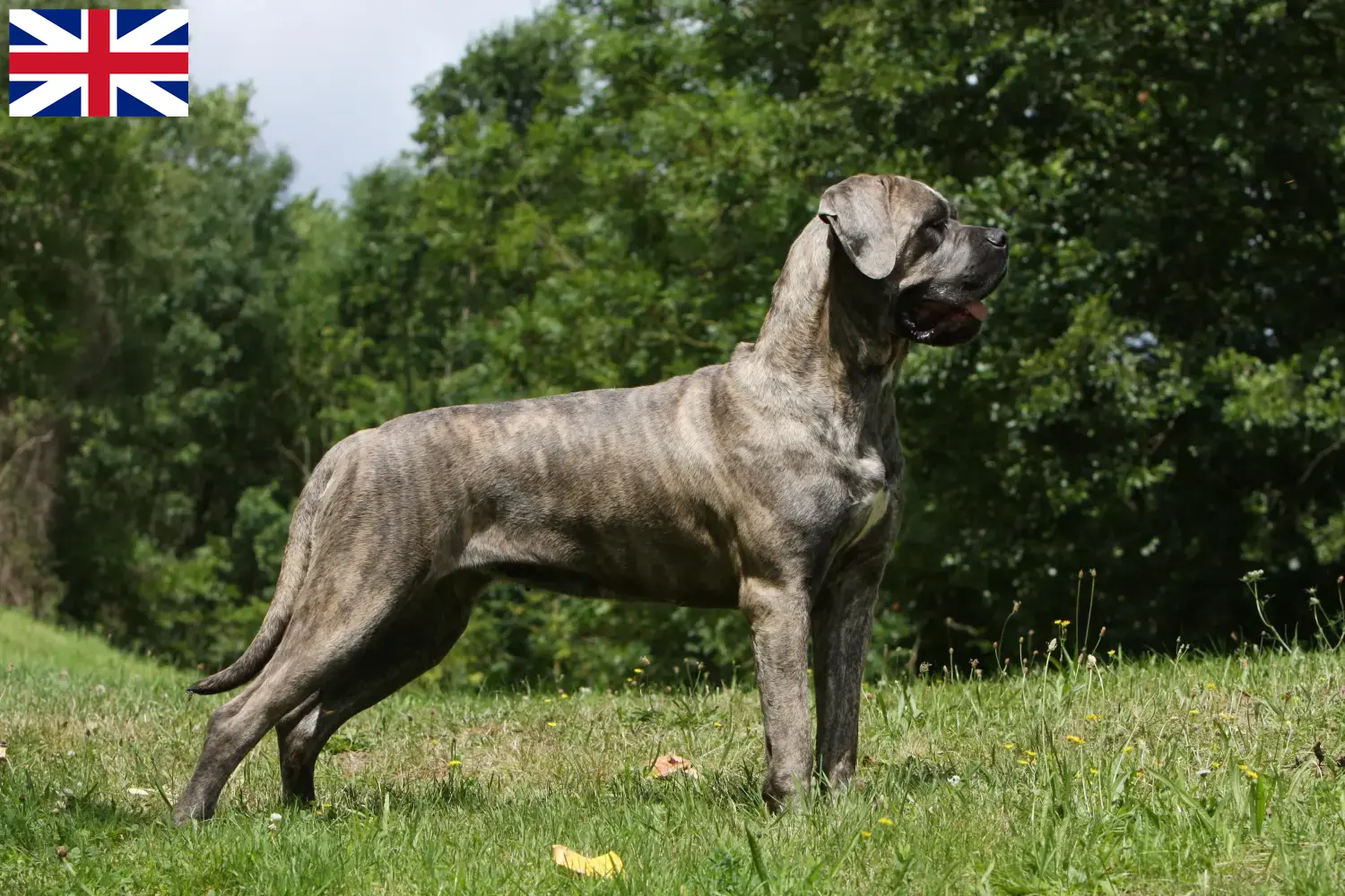 Cane Corso Italiano cachorros e criadores Grã-Bretanha Encontrar criadores de Cane Corso Italianos no Reino Unido.
