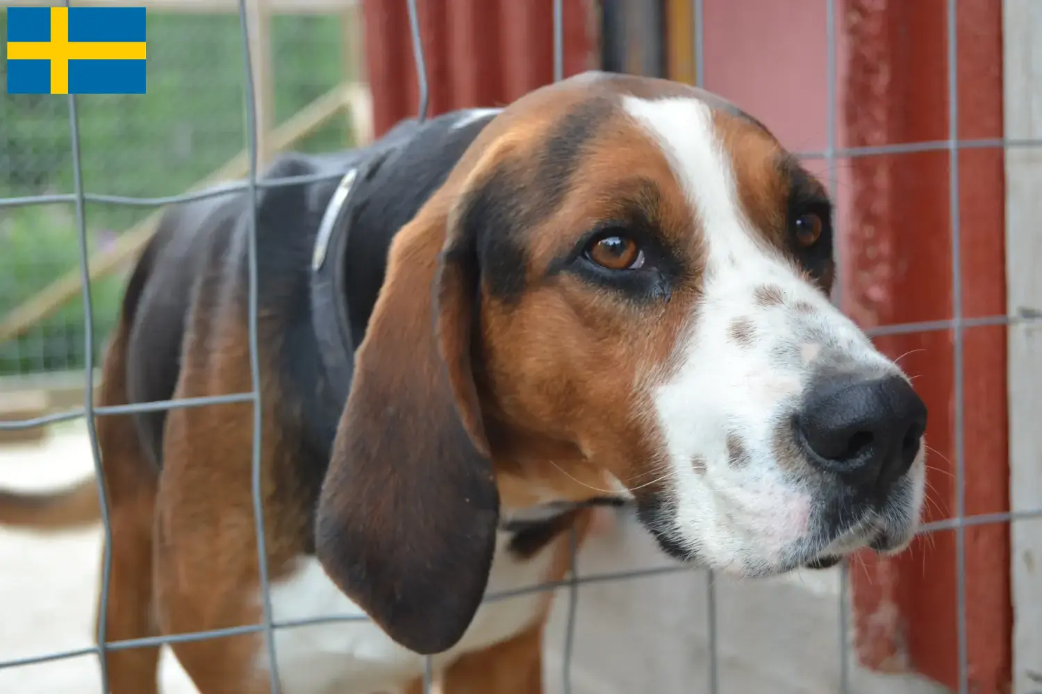 Read more about the article Criadores de cães de caça finlandeses e cachorros na Suécia