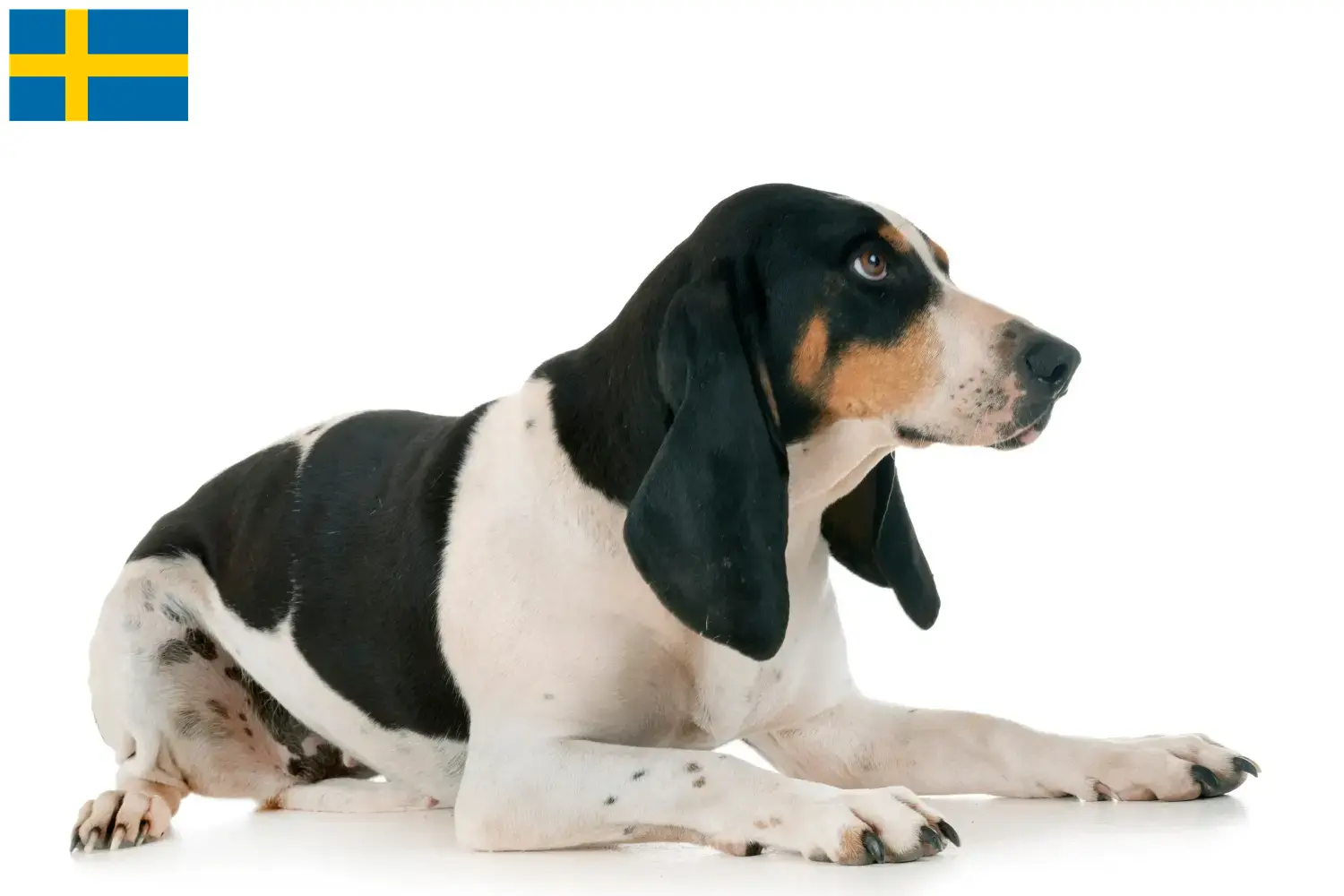 Cachorros e criadores de Swiss hound Suécia Aqui pode encontrar criadores de cães de corrida suíços na Suécia.