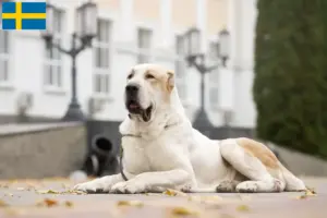 Read more about the article Criador de cães de pastor da Ásia Central e cachorros na Suécia