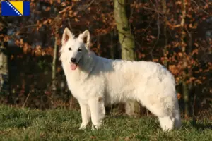 Read more about the article Criador de cães de pastor suíço branco e cachorros na Bósnia-Herzegovina