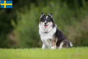 Read more about the article Criadores de cães islandeses e cachorros na Suécia