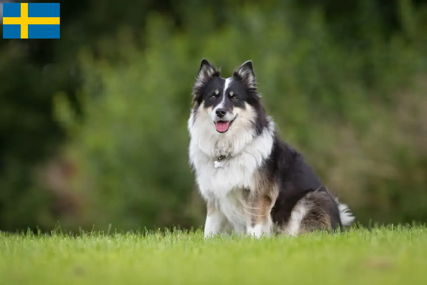 Read more about the article Criadores de cães islandeses e cachorros na Suécia