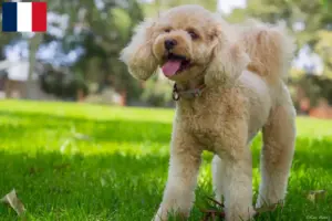 Read more about the article Criadores de Cavoodle e cachorros em França