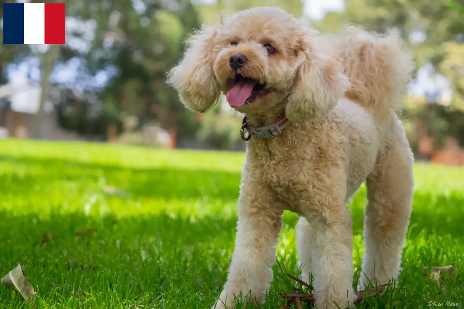 Read more about the article Criadores de Cavoodle e cachorros em França