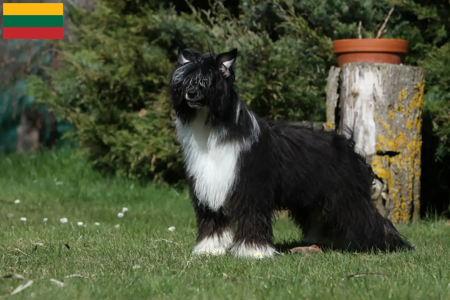 Cão de crista chinês cachorros e criadores Lituânia Encontrar criadores de cães de crista chinês na Lituânia.