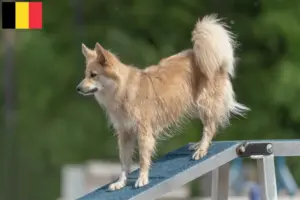 Read more about the article Criadores de cães islandeses e cachorros na Bélgica