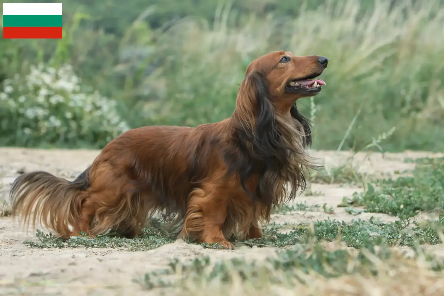 Cachorros Teckel e criadores Bulgária Aqui pode encontrar criadores de Teckel na Bulgária.