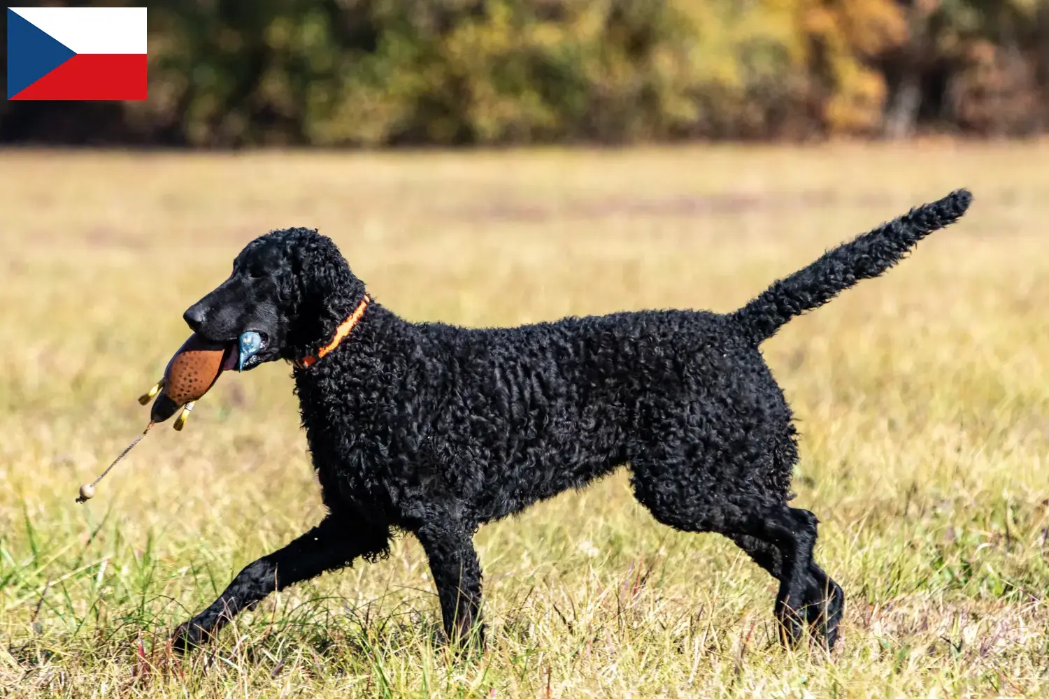 Read more about the article Criadores de Curly Coated Retriever e cachorros na República Checa
