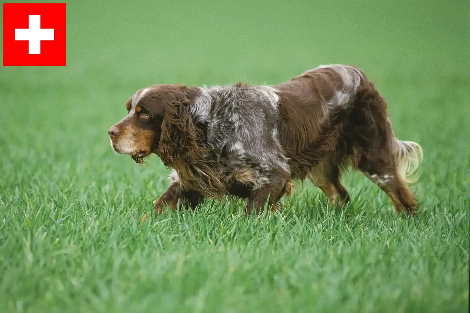 Read more about the article Criadores de Épagneul Picard e cachorros na Suíça
