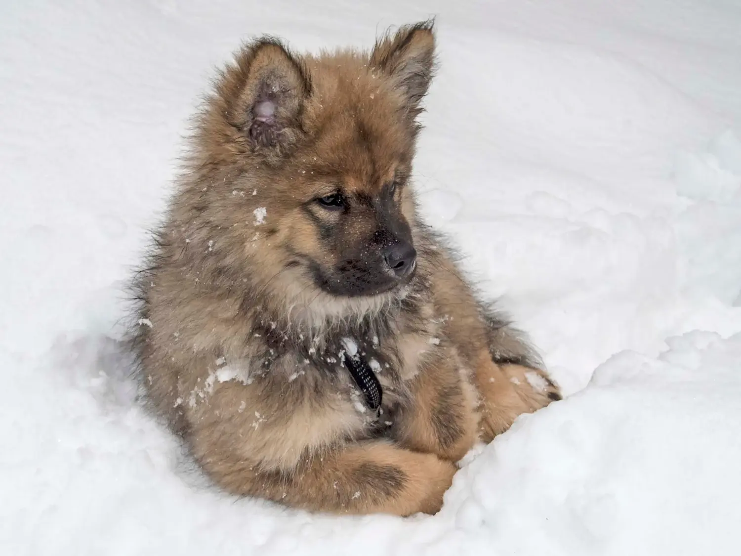 Comprar um cachorro Eurasier significa assumir a responsabilidade! Comprar cachorros Eurasier.