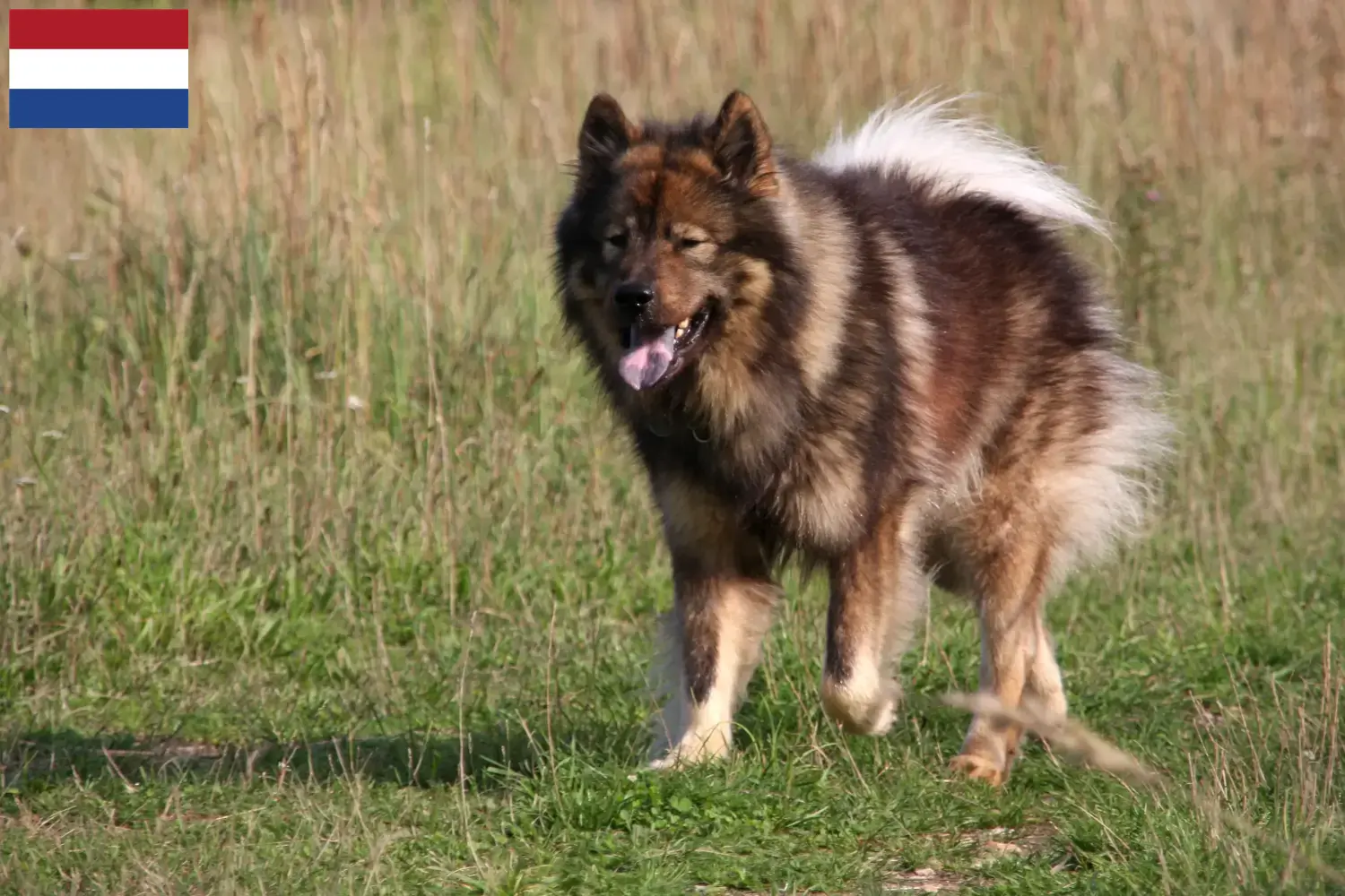Read more about the article Criadores de Eurasier e cachorros nos Países Baixos