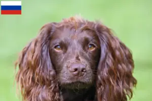 Read more about the article Criadores de Field Spaniel e cachorros na Rússia