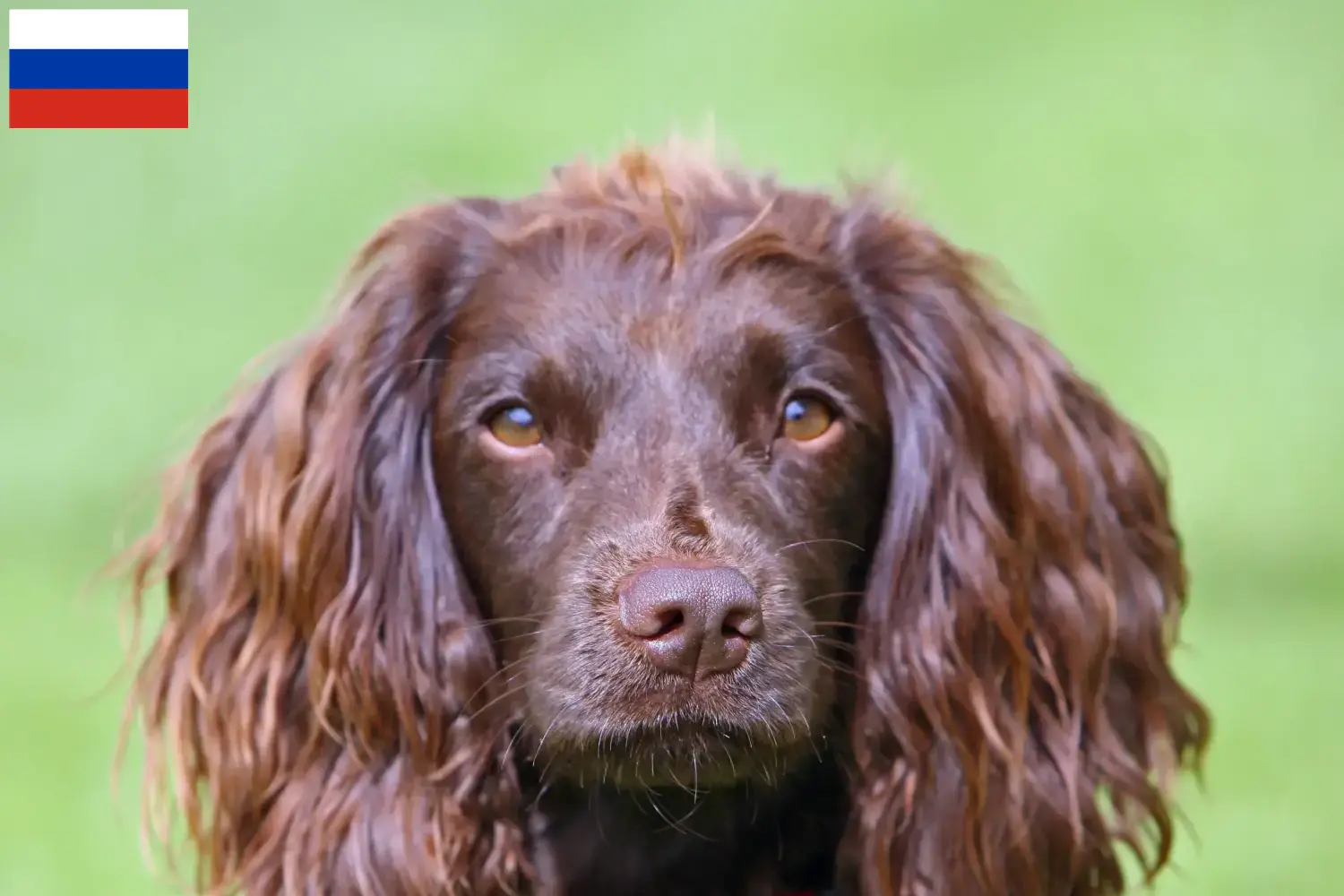 Field Spaniel cachorros e criadores Rússia Encontre aqui criadores de Field Spaniels na Rússia.
