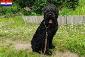 Read more about the article Criador de Russian Black Terrier e cachorros na Croácia