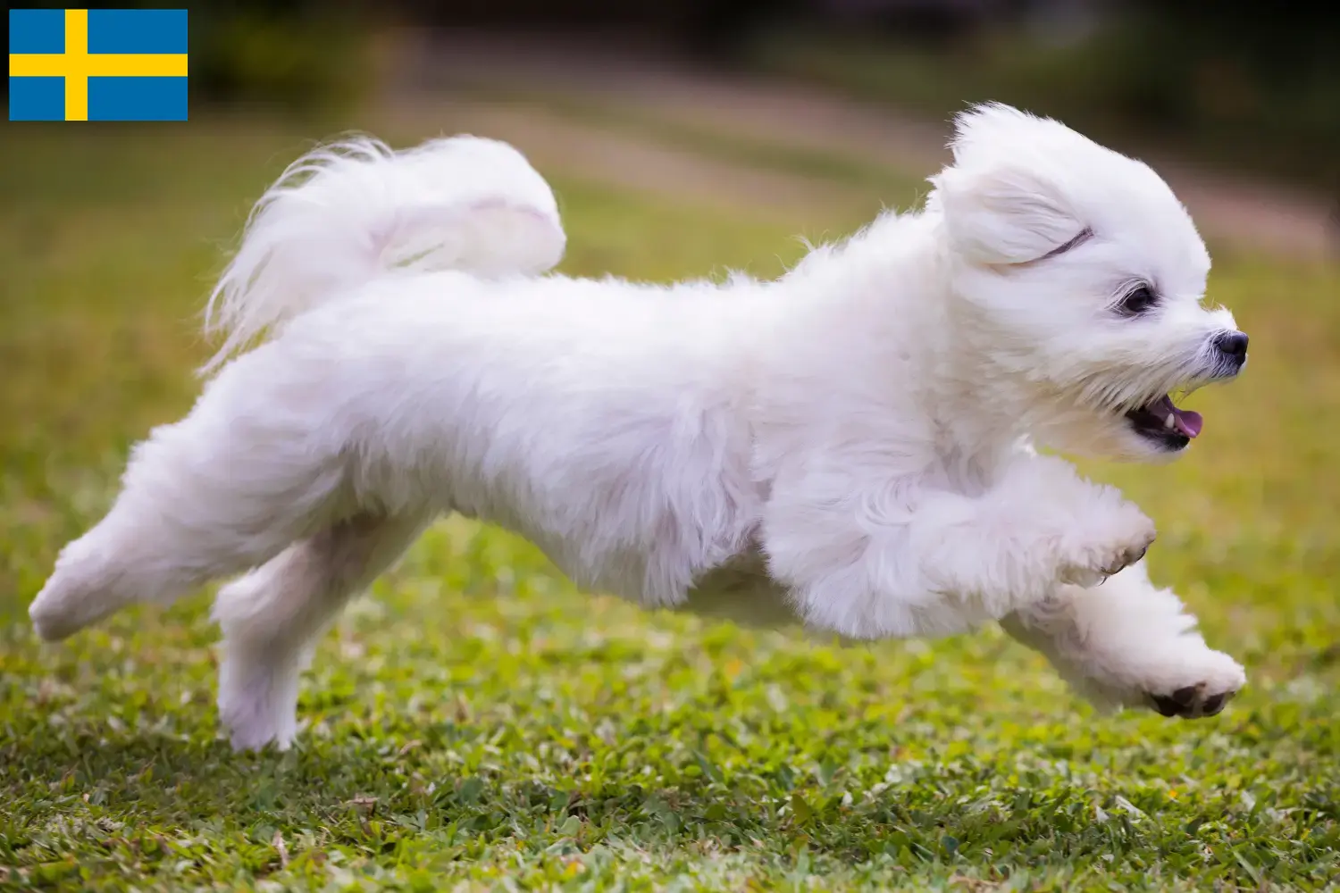 Read more about the article Criadores e cachorros de Maltês na Suécia