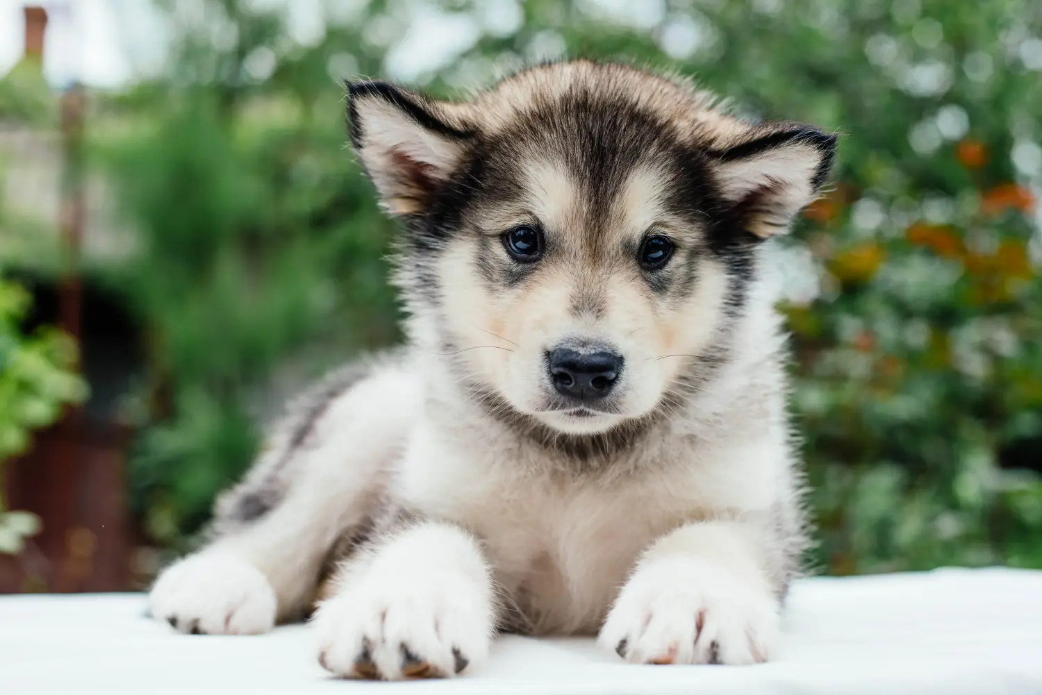 Comprar um cachorro Malamute do Alasca significa assumir responsabilidades! Comprar cachorros Malamute do Alasca.