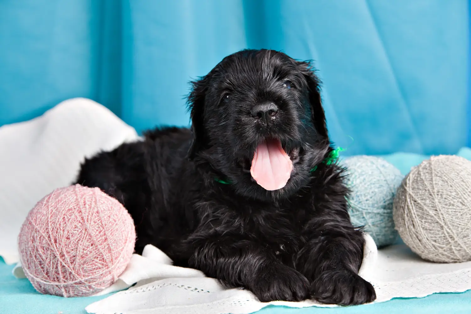 Comprar um cachorro da raça Russian Black Terrier significa assumir responsabilidades! Comprar cachorros da raça Russian Black Terrier.