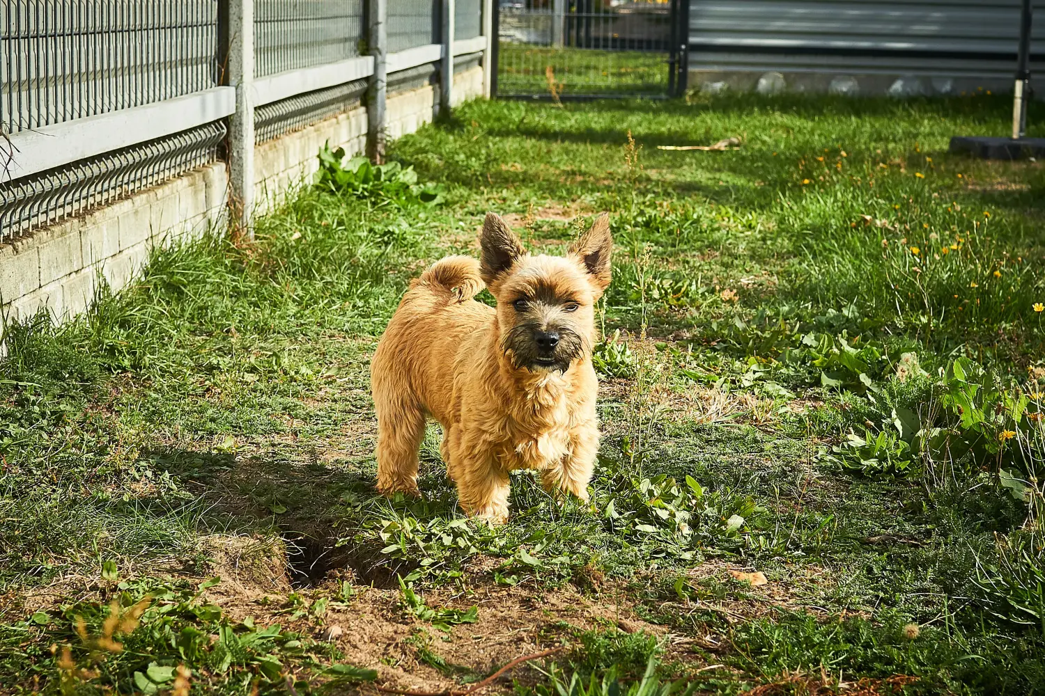 Comprar um cachorro Norwich Terrier significa assumir responsabilidades! Comprar cachorros Norwich Terrier.