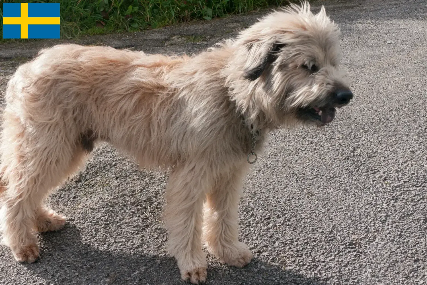 Read more about the article Gos d’Atura Catalá criadores e cachorros na Suécia