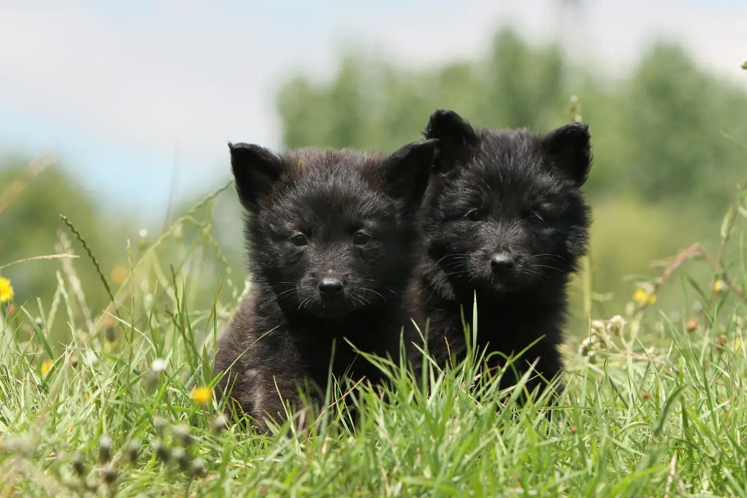 Comprar um cachorro Hollandse Herdershond significa assumir responsabilidades! Comprar cachorros Hollandse Herdershond.