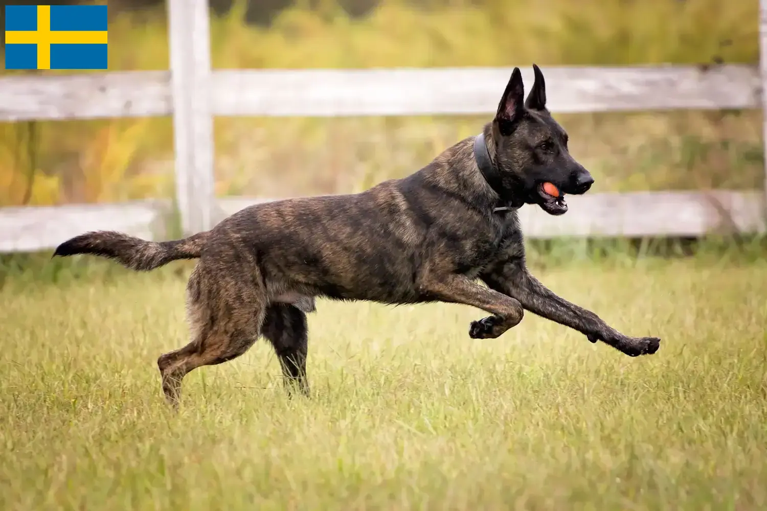 Read more about the article Hollandse Herdershond criadores e cachorros na Suécia