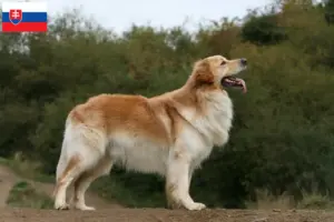 Read more about the article Criadores de Hovawart e cachorros na Eslováquia