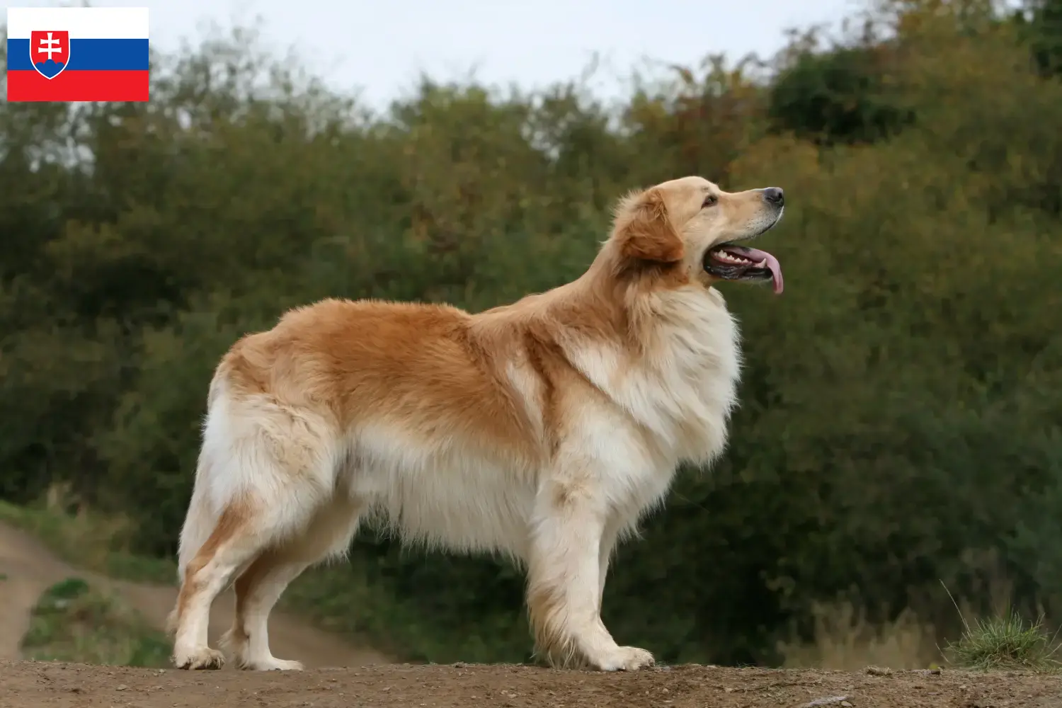 Read more about the article Criadores de Hovawart e cachorros na Eslováquia