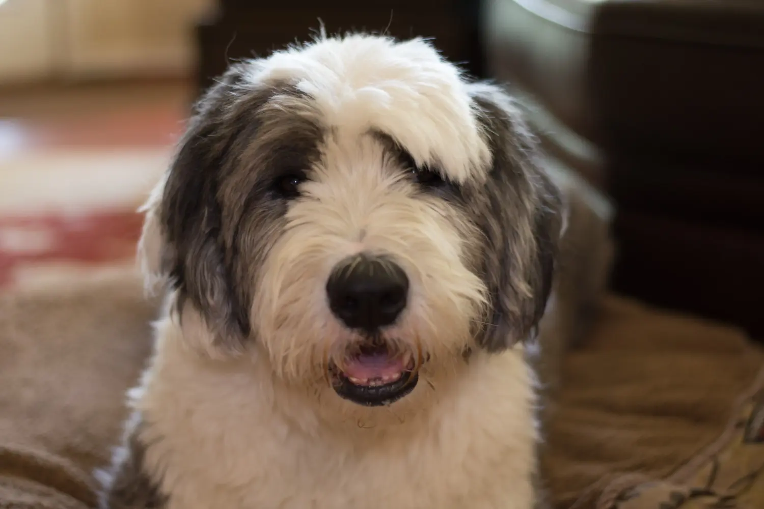 Comprar um cachorro Bobtail significa assumir responsabilidades! Comprar cachorros Bobtail.