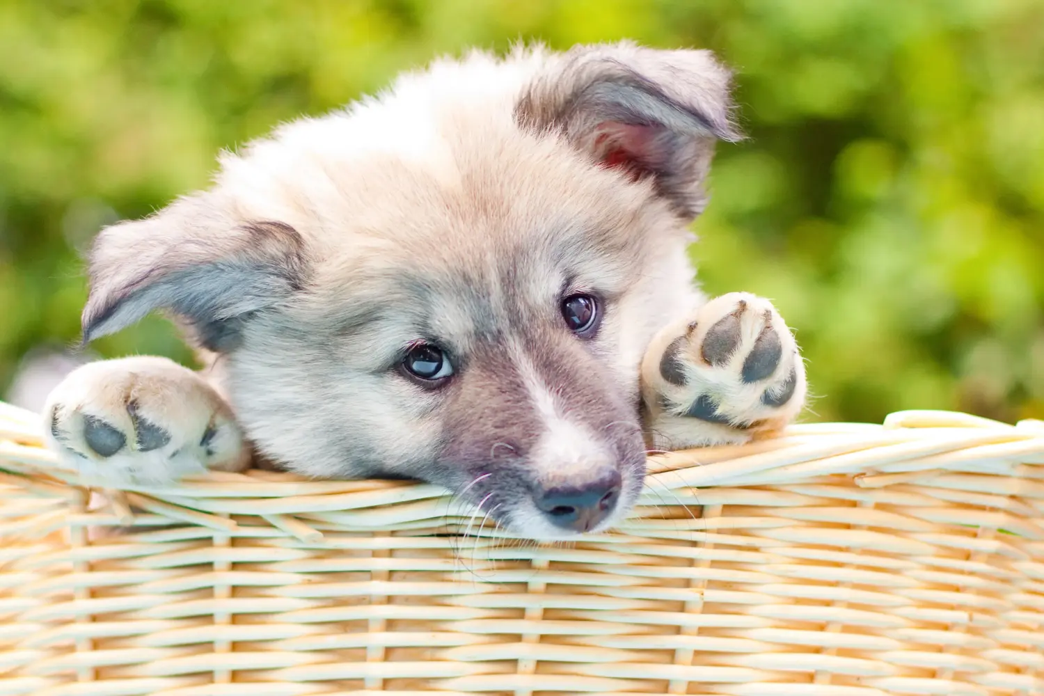 Comprar um cachorro islandês significa assumir a responsabilidade! Comprar cachorros de cão islandês.