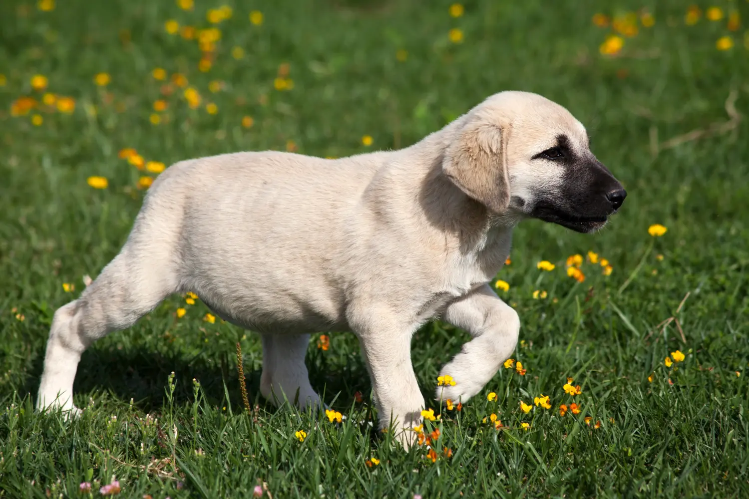 Comprar um cachorro Kangal significa assumir a responsabilidade! Comprar cachorros Kangal.