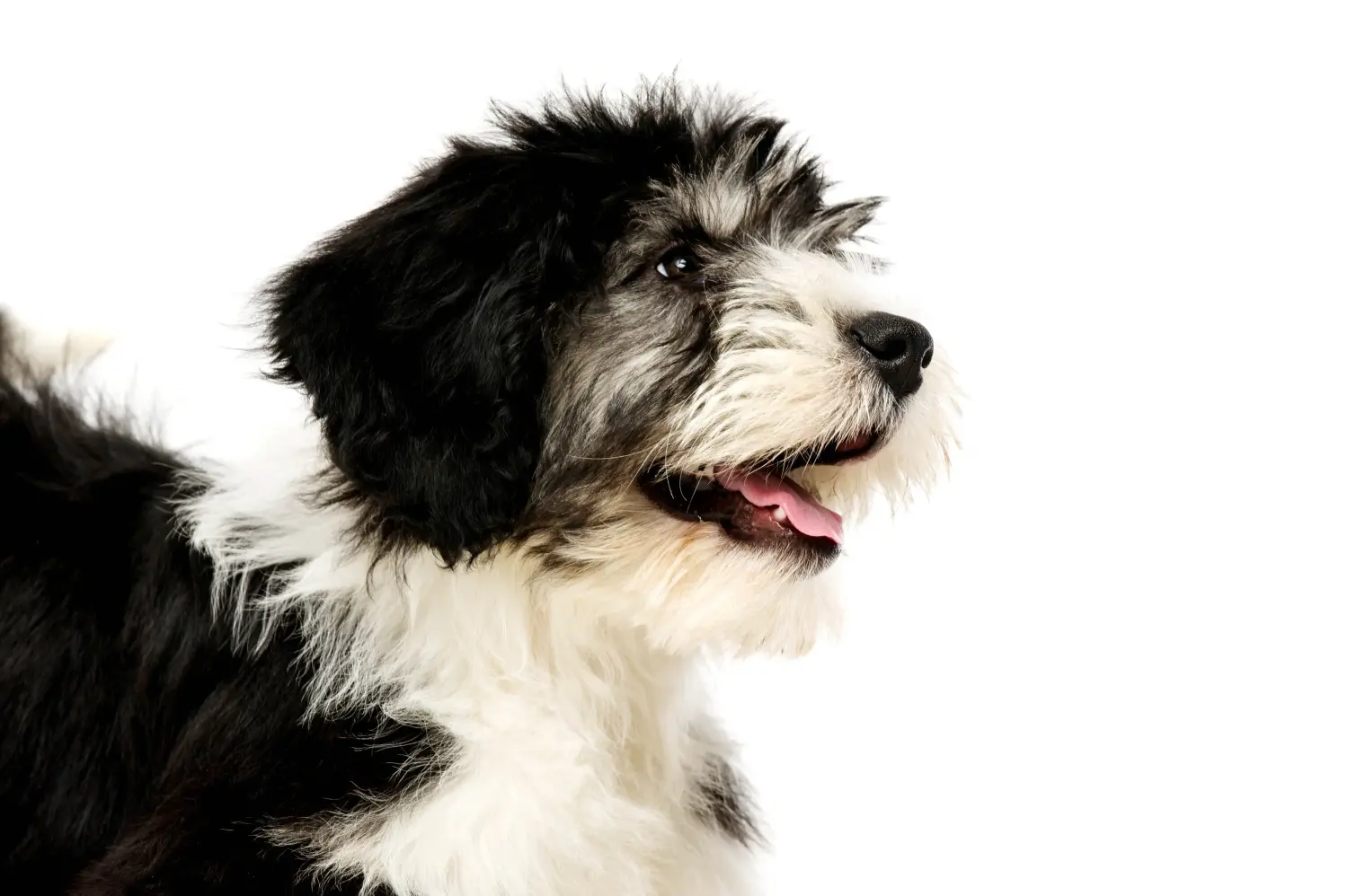 Comprar um cachorro PON significa assumir a responsabilidade! Comprar cachorros PON.