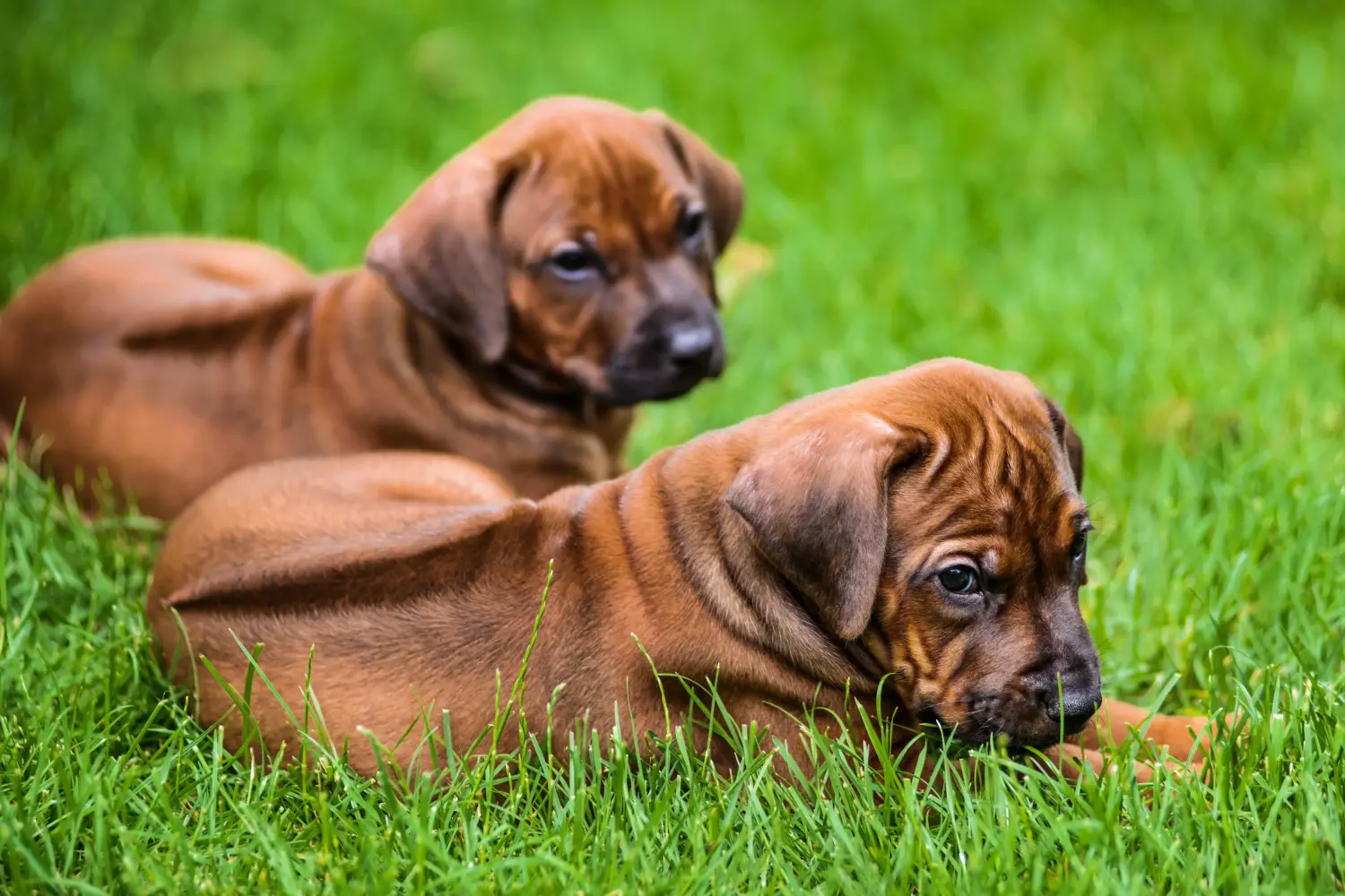 Comprar um cachorro da raça Rhodesian Ridgeback significa assumir responsabilidades! Comprar cachorros Rhodesian Ridgeback.