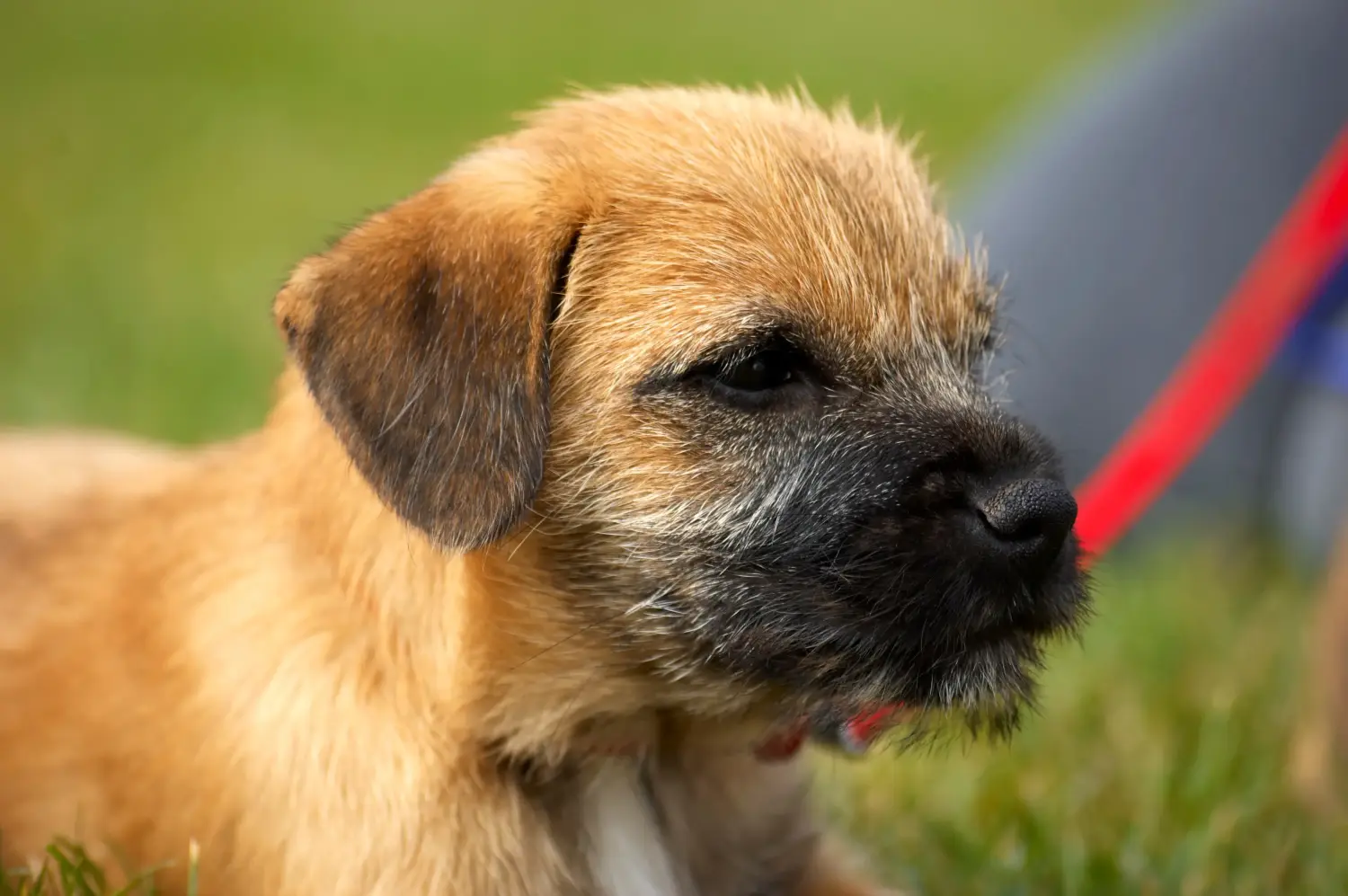Comprar um cachorro Border Terrier significa assumir responsabilidades! Comprar cachorros Border Terrier.