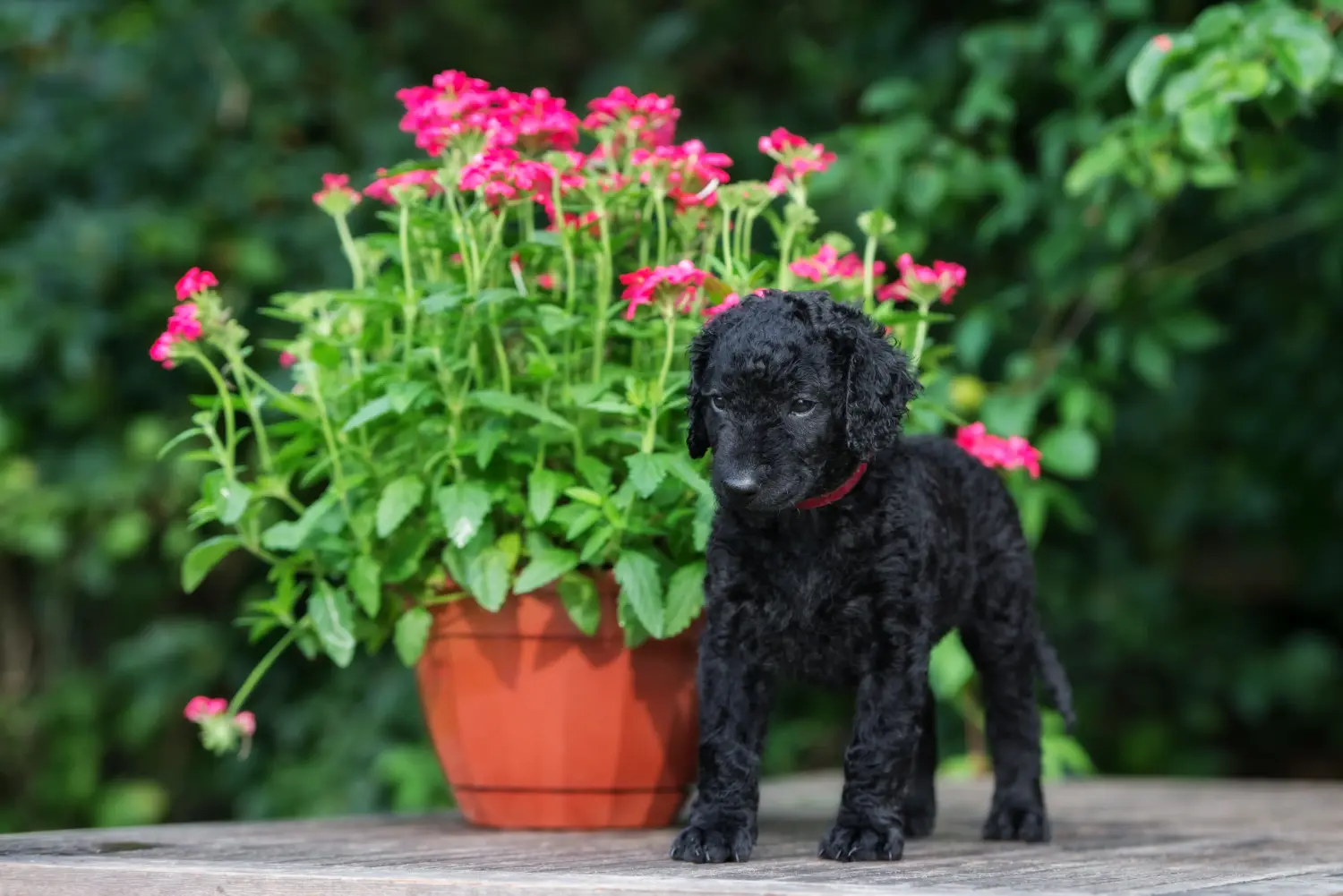 Comprar um cachorro Curly Coated Retriever significa assumir responsabilidades! Comprar cachorros Curly Coated Retriever.