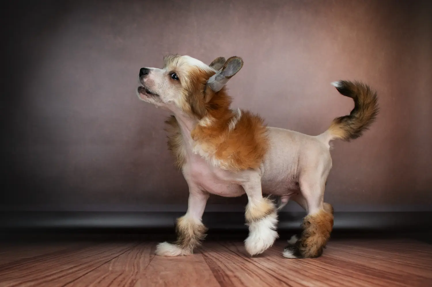 Comprar um cachorro do Cão de Crista Chinês significa assumir a responsabilidade! Comprar cachorros de cão de crista chinês.