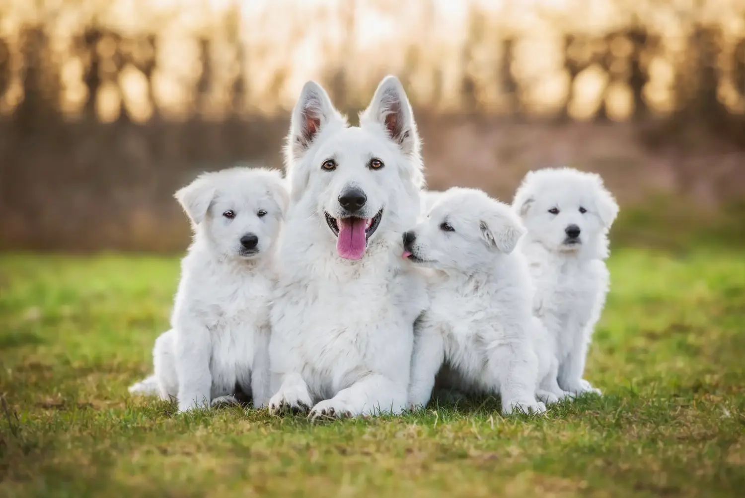 Comprar um cachorro de Pastor Suíço Branco significa assumir a responsabilidade! Comprar cachorros de pastor suíço branco.