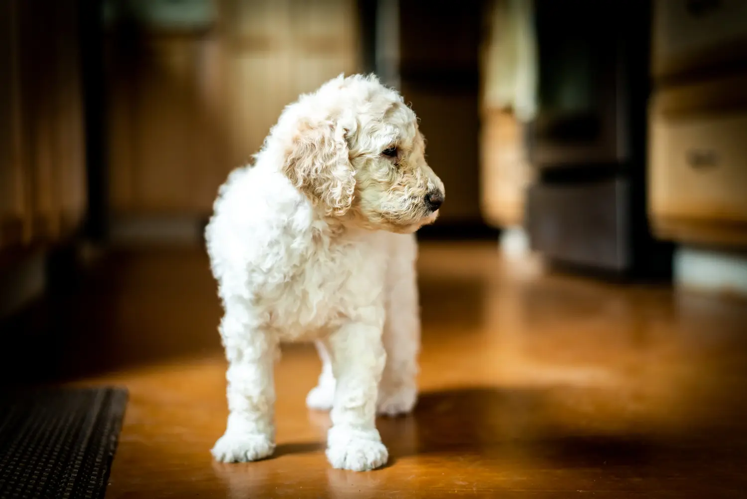 Comprar um cachorro Labradoodle significa assumir responsabilidades! Comprar cachorros Labradoodle.