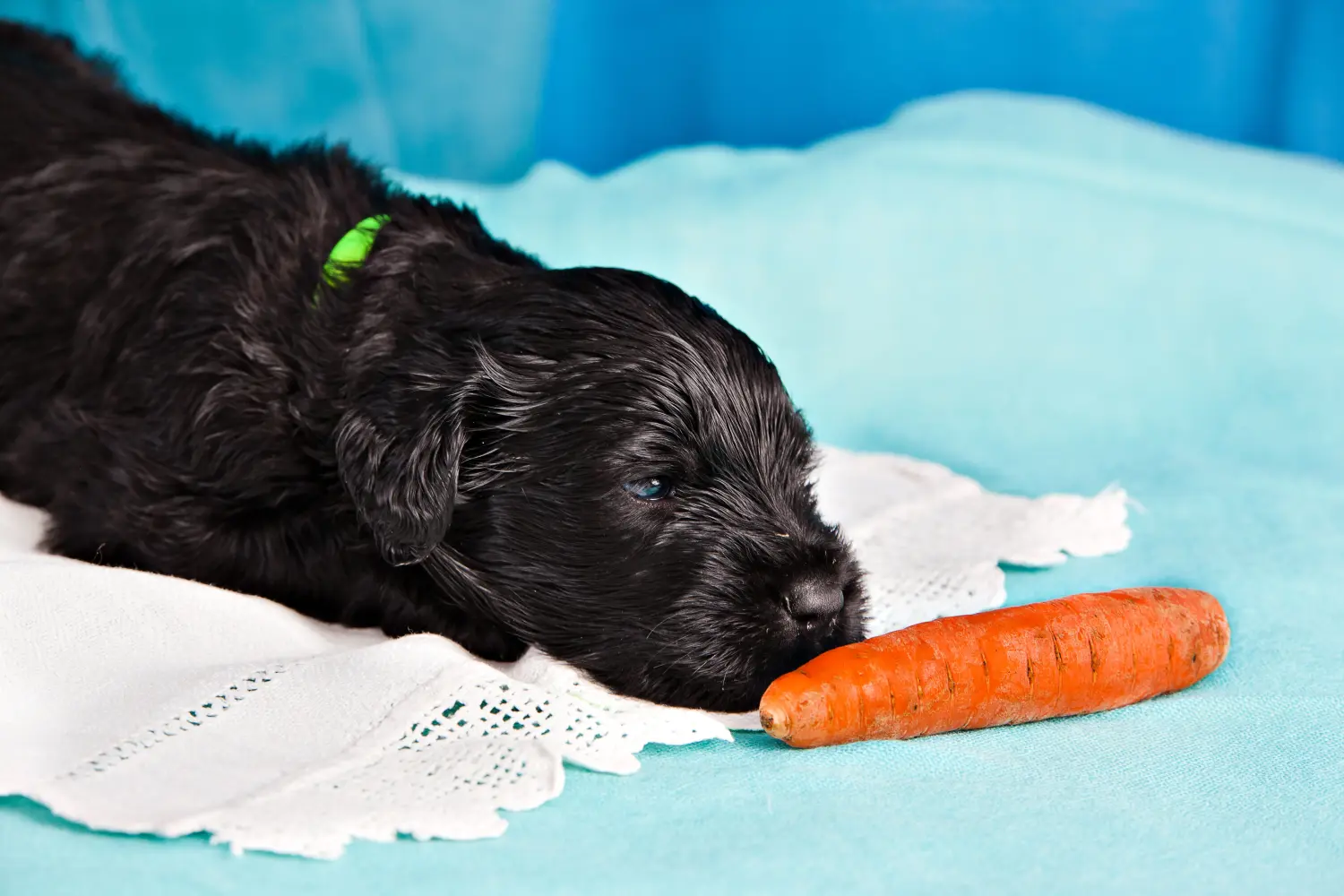Comprar um cachorro da raça Russian Black Terrier significa assumir responsabilidades! Comprar cachorros da raça Russian Black Terrier.