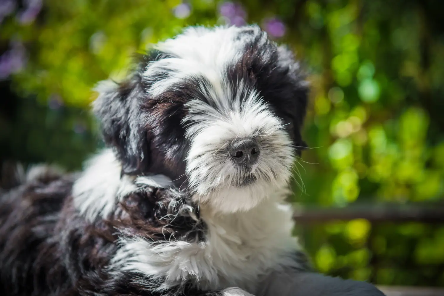 Comprar um cachorro Terrier tibetano significa assumir a responsabilidade! Comprar cachorros Terrier tibetano.