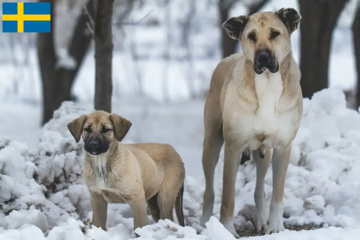 Kangal cachorros e criadores Suécia Aqui pode encontrar criadores de Kangal na Suécia.