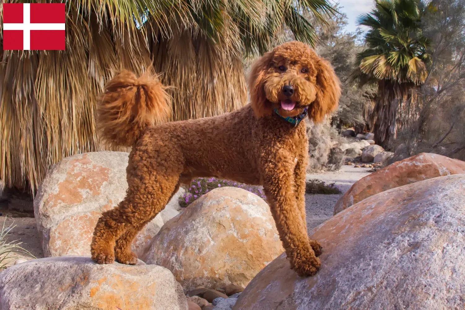 Labradoodle cachorros e criadores Dinamarca Aqui pode encontrar criadores de Labradoodles na Dinamarca.