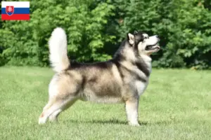 Read more about the article Criadores de Malamute do Alasca e cachorros na Eslováquia