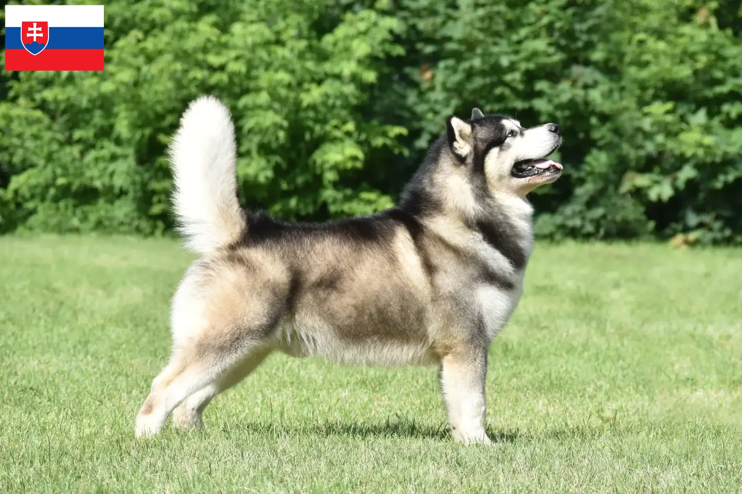 Malamute do Alasca cachorros e criadores Eslováquia Aqui pode encontrar criadores de Malamutes do Alasca na Eslováquia.