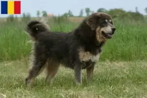 Read more about the article Criador de cães tibetanos e cachorros em Roménia
